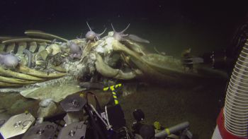 Media type: image;   Invertebrate Zoology 153118 Description: live specimen;